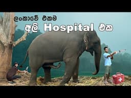 ලංකාවේ ඉදිවෙන එකම අලි Hospital එක | 🐘 Ceylon Elephant Kingdom Habarana