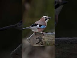 Filming one of the UK’s prettiest birds