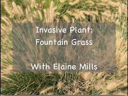 Invasive Plant: Fountain Grass