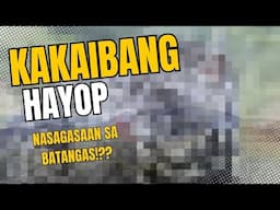 Kakaibang Hayop nasagasaan sa Batangas! Animal Rescue