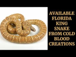 AVAILABLE FLORIDA KING SNAKE / COLD BLOOD CREATIONS