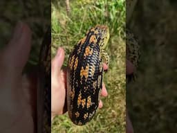 BEAUTIFUL Alpine Blotched Blue Tongue Skink Found In The Mountains #herping #reptiles #wildlife