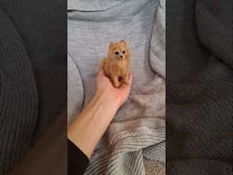 Needle felted Pomeranian dog sculpture