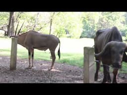 Antelope fight buffalo hippo #tiktok #antelopes #buffalo #hippo #funny #youtube