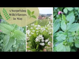 🌿5 Surprising Wild Flavors in May😋