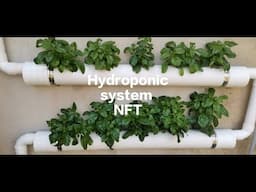 DIY HYDROPONIC SETUP AT HOME