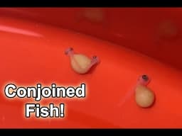 Conjoined Fish sharing the same yolk sac - Rare phenomenon