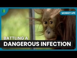 Injured Chimpanzee Gets Lifesaving Care | Monkey Life