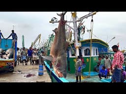 400KG SHARK FISH UNLOADING | FISHUNLOADING FROM BOAT | FISH  VIDEOS #kasimedu | UK SONS MARINE