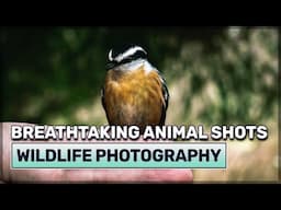 STUNNING Wildlife Photography with Phone Like a Pro