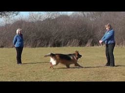 Dog Obedience - Novice recall