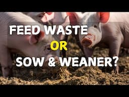 WHICH IS BETTER: Feeding Pigs with Food Waste OR Sow & Weaner?