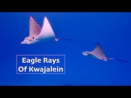 Eagle Rays of Kwajalein Atoll, Marshall Islands