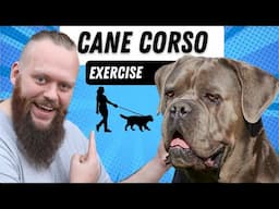 Do Cane Corso Need A Lot Of Exercise