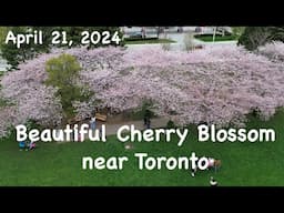 Cherry Blossoms 2024: Aerial Drone Footage of Spencer Smith Park, Burlington