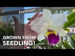 Enormous CATTLEYA Flower! | RLC Chenzie Las | How To Grow Cattleya Seedlings | Orchid In Bloom