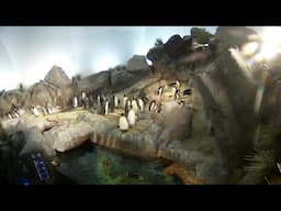 Penguin Webcam at Saint Louis Zoo