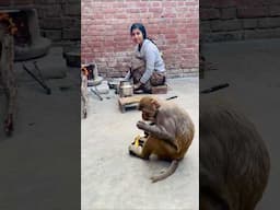 Babu new funny video #monkey #monkeyclip #funny