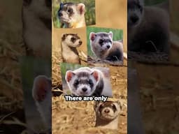 Why these black-footed ferret kits are a big deal