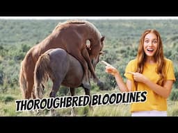 Thoroughbred Bloodlines: Secrets of the World’s Fastest Horses