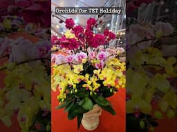 Lovely Orchids for the Lunar New Year in Vietnam #vietnamesenewyear #tetholiday #vietnam #orchids