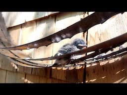 Baby Bird Trapped Between Saw Blades!