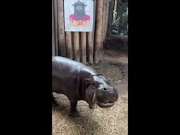 Happy Birthday to this happy hippo! 🦛💜 Harvey turns 30 today! 🎈