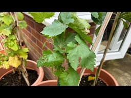 How to plant grape vine | Planting black grape vitis venus | Garden Ideas & DIY