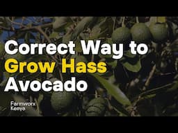 How to Grow Hass Avocados in 2025