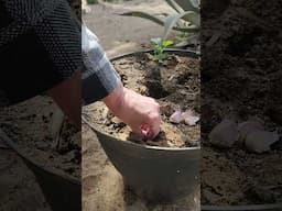 Stratified Garlic Growing in Mexico