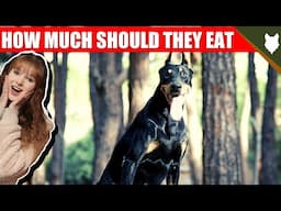 How Much Should I Feed My DOBERMAN