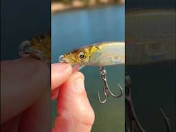 Fishing A UNRELEASED Lure For $180…