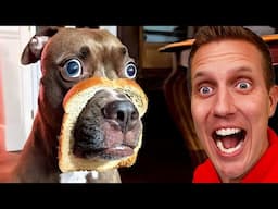 Funny Dogs And Cats Videos 2023 😅👌 - Best Animal Video Compilation Of The Month 😁