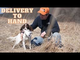 The SECRET to Perfect Delivery to Hand: Training Tips for Your Dog