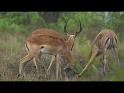 Impala Play Fight in the Kruger National Park