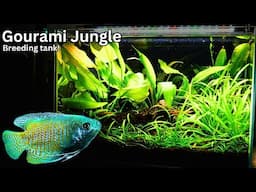 JUNGLE tank for Dwarf Gourami? Perfect breeding tank tutorial for beginners!