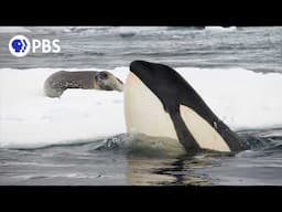 Killer Whales Teach Young To Hunt