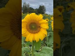 Sunflower field in 🇫🇮 Auringonkukka! Sunflower! #finland #shortshorts