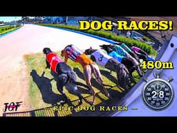 Greyhound Racing – The Most Intense Races Ever Captured!