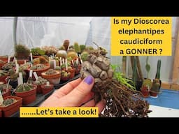 Is my Dioscorea elephantipes Caudiciform a GONNER ? - Let's take a look #cactus #cacti #succulents