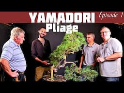 Pliage d'un Tronc de Pin Sylvestre Yamadori avec Manuel Turpin. Épisode 1 🌱 NEJIKAN BONSAI 🌱