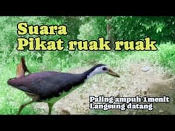 suara pikat ruak ruak paling ampuh siang hari