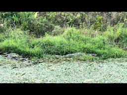 Perfectly camouflaged alligators in Florida Everglades ￼