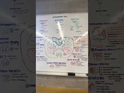 completed neuroanatomy whiteboard  #stationery #medstudent #studywithme #studymotivation