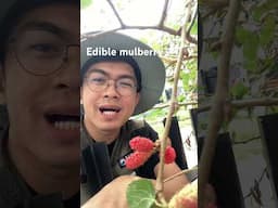 Edible mulberry