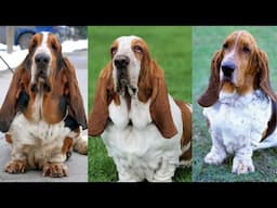 Basset hound | Funny and Cute dog video compilation in 2025