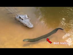 ये मगरमछ मरेगा 860 Volts से || Crocodile V/s Eel.