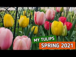 MY TULIPS | SPRING 2021 | FILIPINA IN AUSTRIA | JergStyle