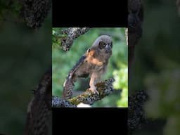 Adorable Baby Owl’s First Big Stretch in the Treetops! 🦉 #wildlife #owl