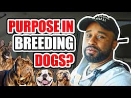 Why Breed Dogs?